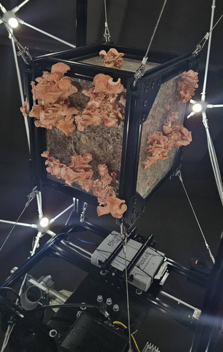 Pink Oyster Mushrooms inside MCG - 6days 